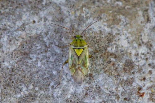 Lygus gemellatus